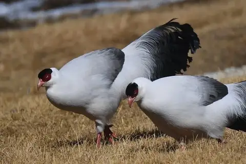 White Eared Pheasant