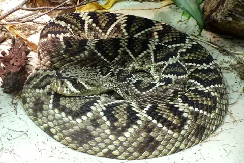 Eastern Diamondback Rattlesnake