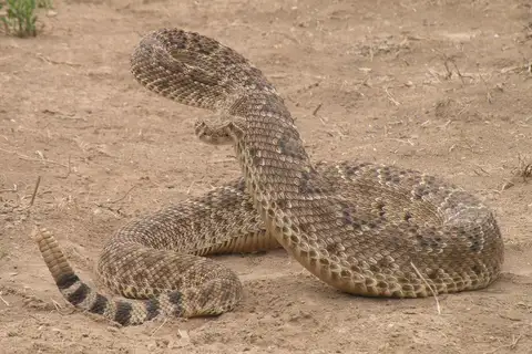 Western Diamond-backed Rattlesnake