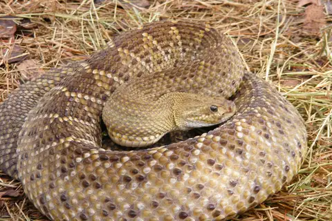 Basilisk Rattlesnake