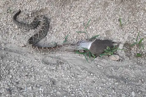 Neotropical Rattlesnake