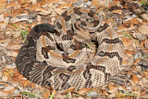 Timber Rattlesnake