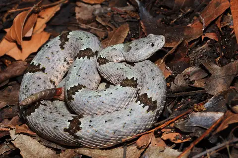 Rock Rattlesnake