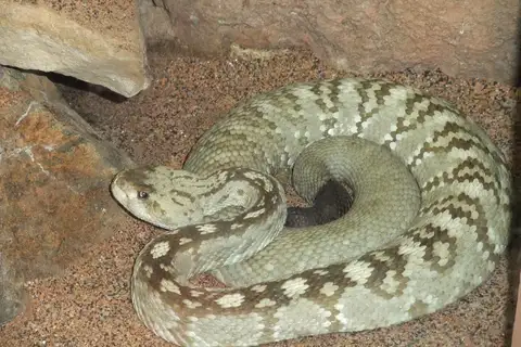 Western Black-tailed Rattlesnake