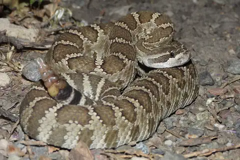 Western Rattlesnake