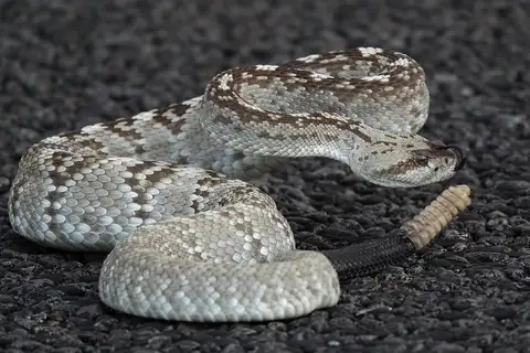 Eastern Black-tailed Rattlesnake