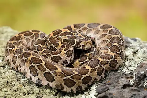 Mexican Lancehead Rattlesnake