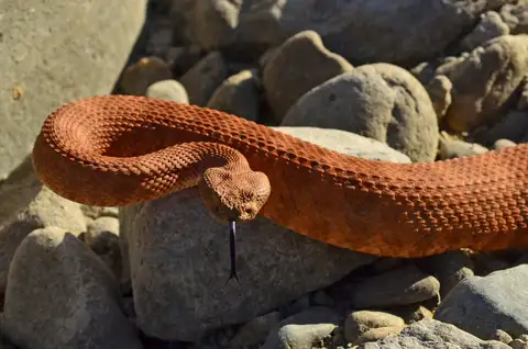 Southwestern Speckled Rattlesnake