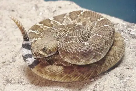 Red Diamond Rattlesnake