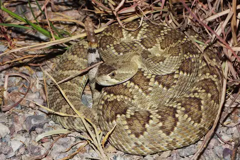 Mojave Rattlesnake