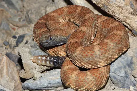 Panamint Rattlesnake