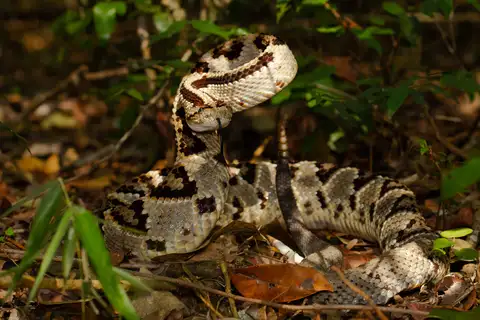 Yucatán Neotropical Rattlesnake