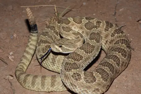 Prairie Rattlesnake