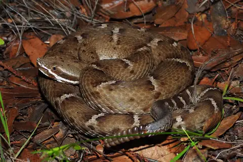 Ridge-nosed Rattlesnake