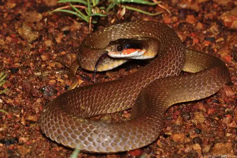 Red-lipped Snake