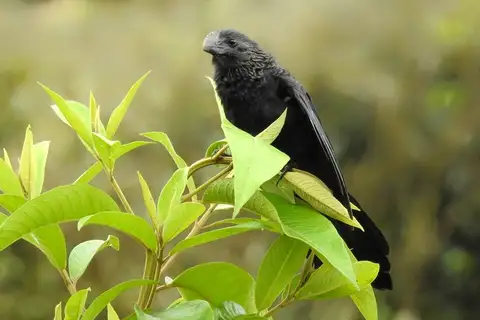 Smooth-billed Ani