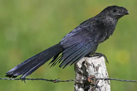 Groove-billed Ani