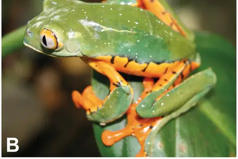 Splendid Leaf Frog