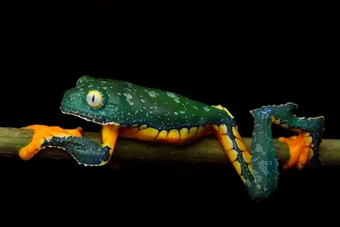 Fringed Leaf Frog