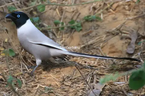 Hooded Treepie