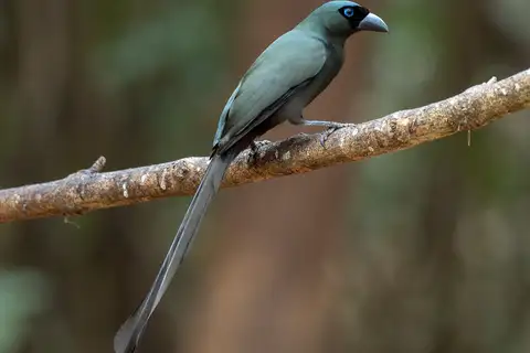 Racket-tailed Treepie