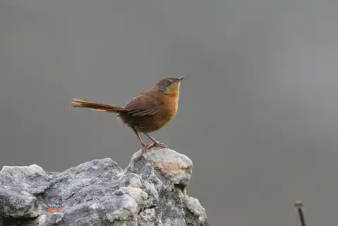 Victorin's Warbler