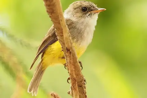 Yellow-bellied Flyrobin
