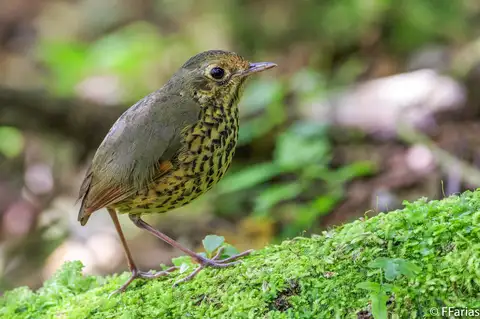 Speckle-breasted Antpitta
