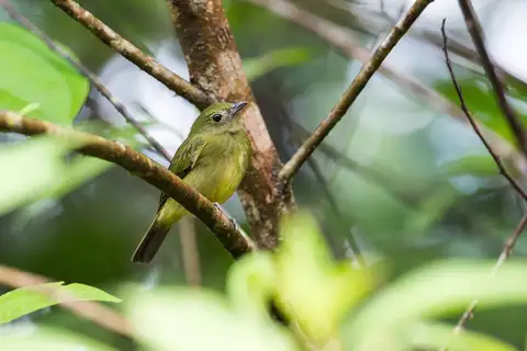 Green Manakin