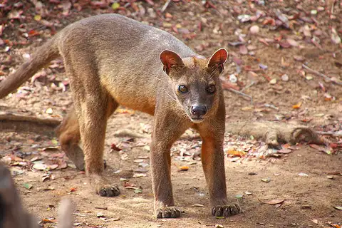 Fossa