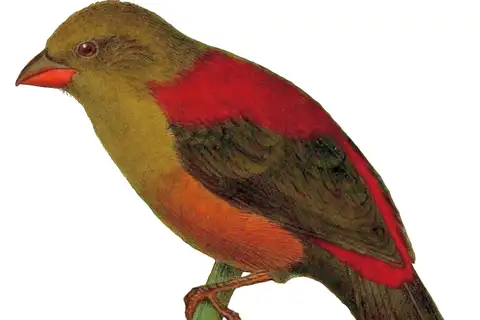 Shelley's Crimsonwing