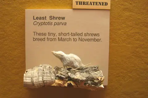 North American Least Shrew