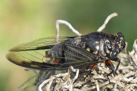 Batwing Cicada