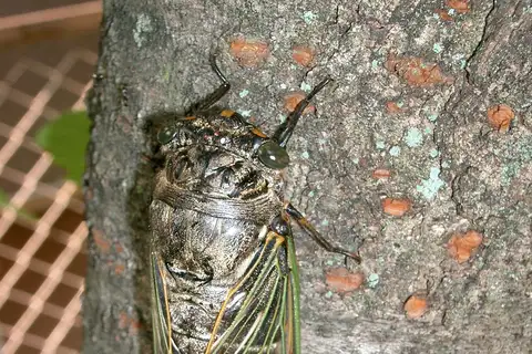 Eastern horse cicada