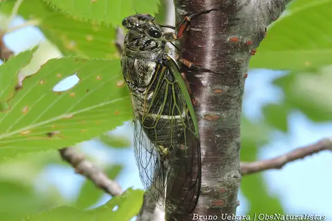 Black Giant Cicada