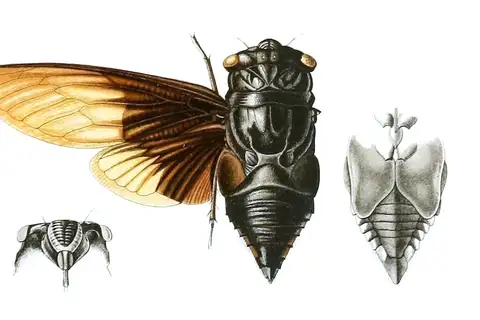 Cryptotympana holsti