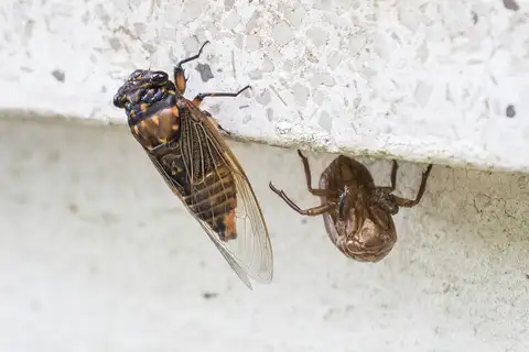 Cryptotympana mandarina