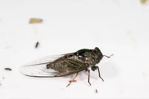 Cryptotympana takasagona