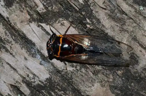 Cryptotympana timorica