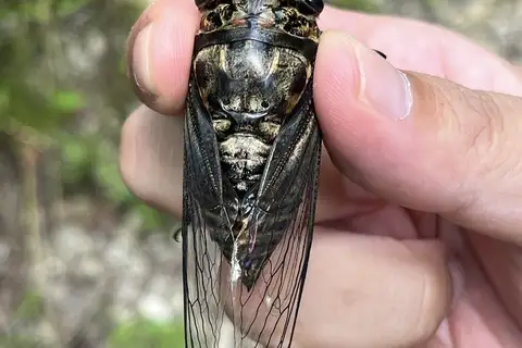 Cryptotympana yaeyamana