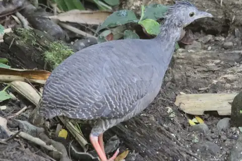 Black-capped Tinamou