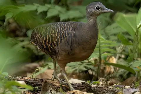 Bartlett's Tinamou