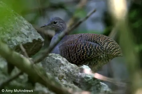 Slaty-breasted Tinamou