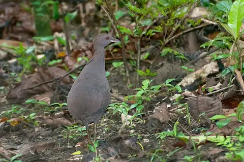 Cinereous Tinamou
