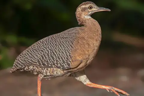 Thicket Tinamou