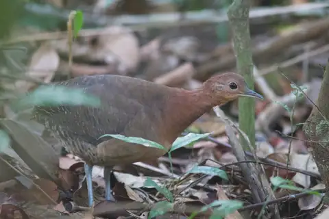 Grey-legged Tinamou