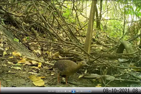 Red-legged Tinamou