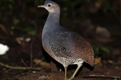 Yellow-legged Tinamou