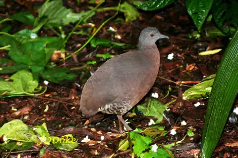 Brown Tinamou