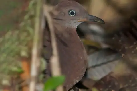 Tepui Tinamou